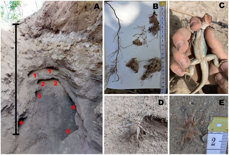 Photos of a partially excavated nest complex and species found on Sint Eustatius: (A) multiple old tunnels (numbered) and one nesting chamber (plus sign), with the scale showing a depth of 1.20 meters, (B) roots of the Bourreria succulenta tree growing among eggs in an old nesting chamber, (C–E) several species found in closed tunnels: (C) an ameiva caught at a depth of 72 centimeters, (D) a cricket at a depth of 50 centimeters, and (E) a young tarantula found at a depth of 110 centimeter