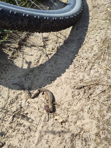 Een dode levendbarende hagedis, aangereden door een fietser of mountainbiker