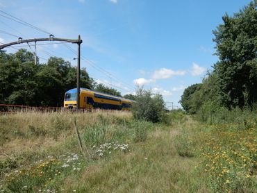 Ook langs spoorlijnen liggen goede kansen voor meer biodiversiteit