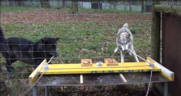 Wolf dyads show perfect teamwork, while two dogs hardly were able to co-operate. 