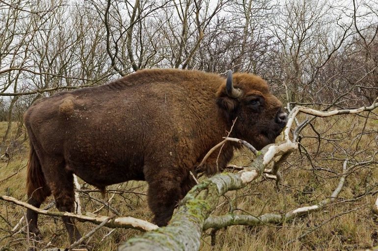 A bison peeling off the bark of a fallen aspen