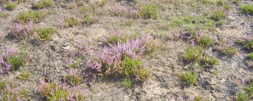 Reijerscamp Heide na bodemtransplantatie