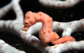 Een zeepaardje, Hippocampus denise, die zich verschuilt tussen octokoralen
