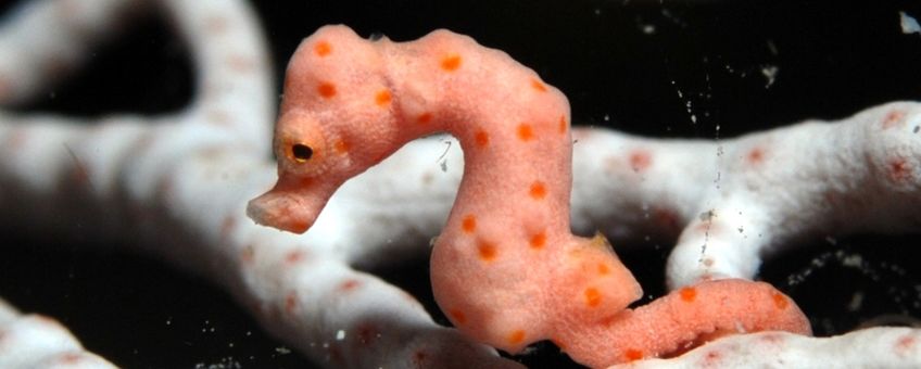 Een zeepaardje, Hippocampus denise, die zich verschuilt tussen octokoralen