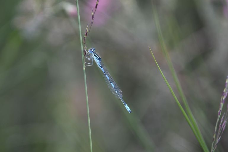 De gaffelwaterjuffer is een blauw juffertje met vrij veel zwart en met witte pootjes