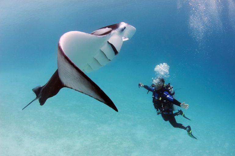 Oceanic manta rays can grow to a size up to 7 meter, but the average size commonly observed is 4.5 meter