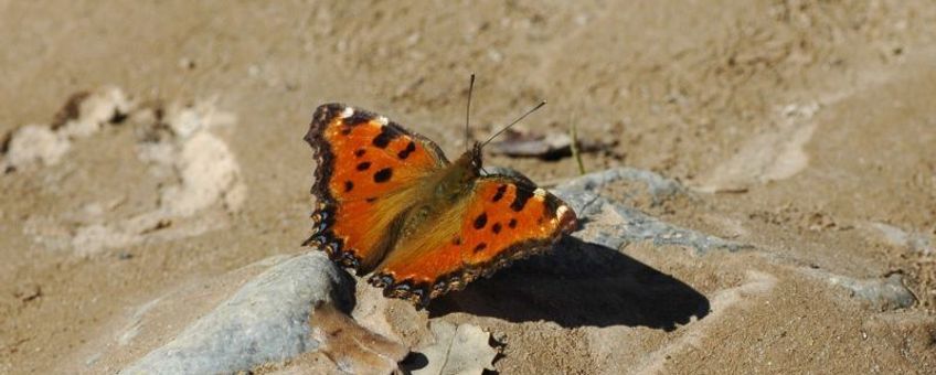 Grote vos. Foto: Jaap Bouwman, De Vlinderstichting