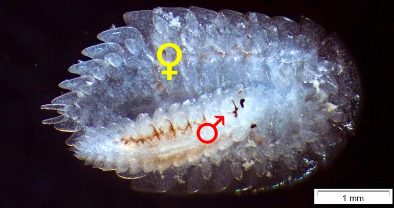 Nog niet op naam gebrachte, tot nog toe niet uit de Noordzee bekende parasitaire zeepissebed uit de familie Bopyridae. Aangetroffen op meerdere Grote molkreeften gevangen op de Klaverbank. Op de foto is alleen bij het mannetje de rugzijde te zien met de opvallende donkere lengtestrepen