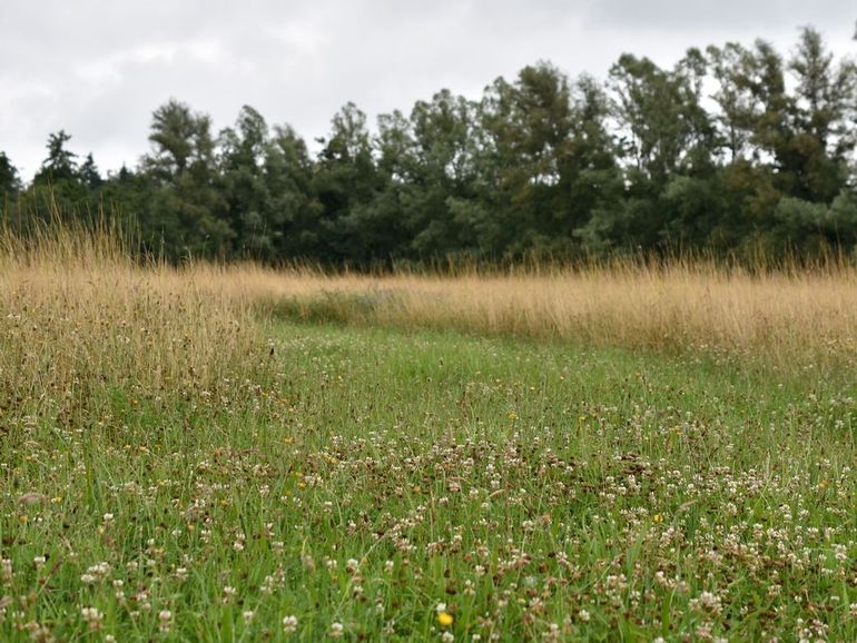 Herbloei op het enige tijd geleden gemaaide sinuspad