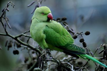 Halsbandparkiet in de Leidse Hortus