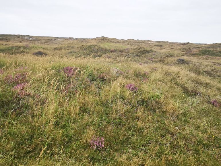 Tijdelijk onbegraasd duingebied, De Geul op Texel