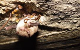 Watervleermuis Myotis daubentonii in winterslaap