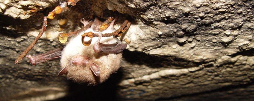 Watervleermuis Myotis daubentonii in winterslaap