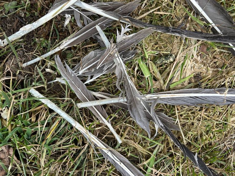 Deze veren zijn afgekloven, niet uitgetrokken, want er zit geen punt meer aan de schachten