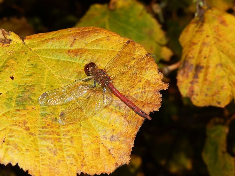 Een bruinrode heidelibel in het najaar, zonnend op een blad
