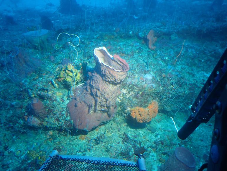 Mesophotic reefs are home to unique species adapted to lower light levels