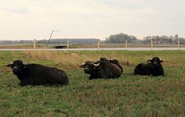 Waterbuffels in de Noordwaard bij Werkendam