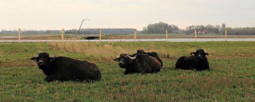 Waterbuffels in de Noordwaard bij Werkendam
