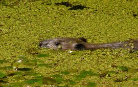 Jonge bever in kroos