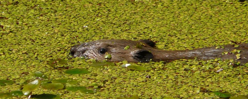 Jonge bever in kroos