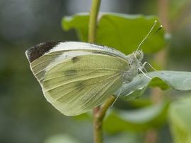 Pieris brassicae. Groot koolwitje