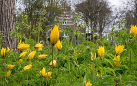 Martena State Tulipa sylvestris, ook wel bekend als de wilde tulp