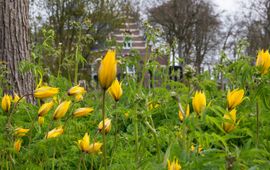 Tulipa sylvestris, ook wel bekend als de wilde tulp