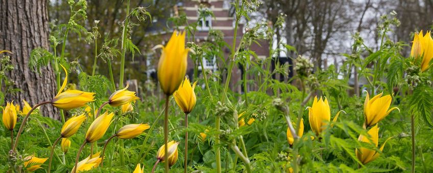 Tulipa sylvestris, ook wel bekend als de wilde tulp