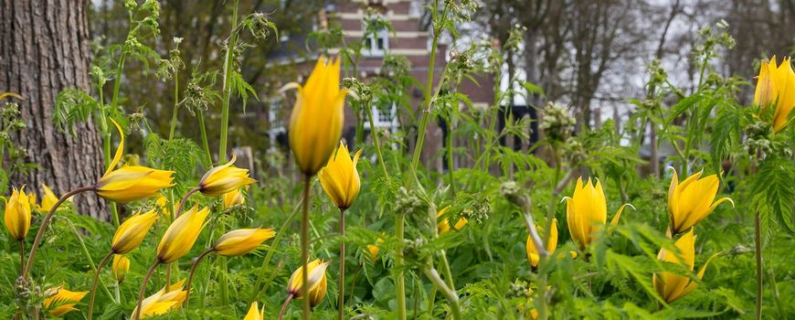 La natura oggi |  Il tulipano che si è scatenato