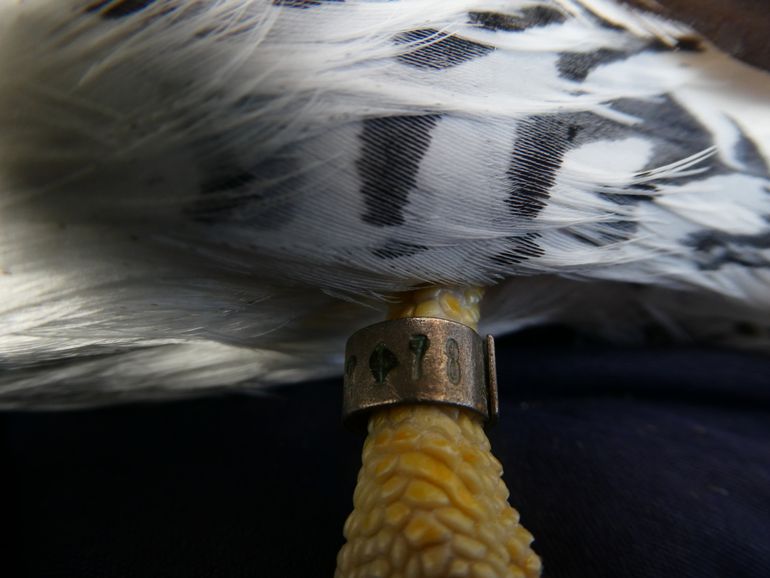 Roodsnavelkeerkringvogel met ring