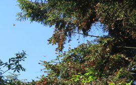 Felipe Martinez Espero, RBMM Monarch's arrival during official field trips November 6 - 8, 2015