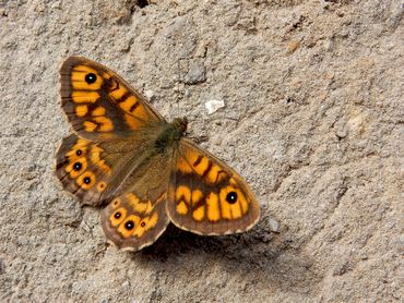 Er zijn al argusvlinders gezien op de Marker Wadden. Gaat deze bedreigde vlinder zich er echt vestigen?