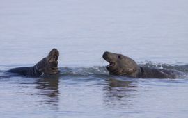 Halichoerus grypus. Grijze zeehond