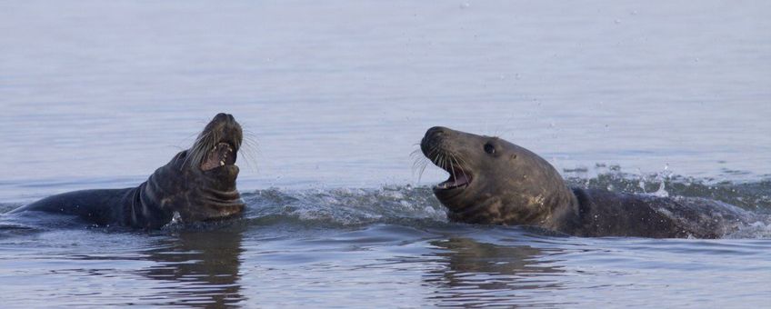 Halichoerus grypus. Grijze zeehond