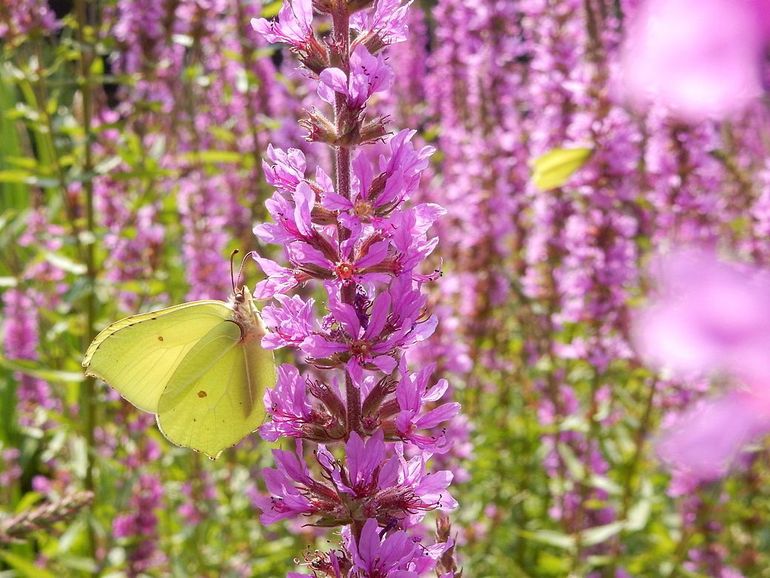 De bloemen van de kattenstaart zijn zeer geliefd bij insecten, zoals deze citroenvlinder