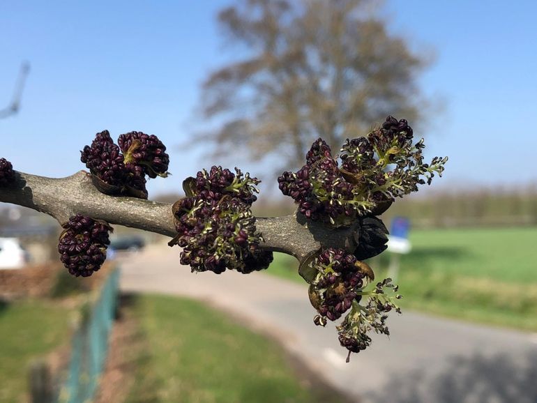 Es net in bloei in Ede op 31 maart 2021