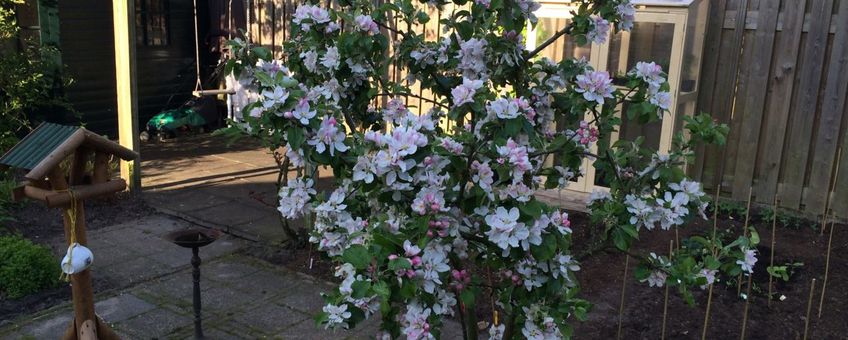 volle bloei appelboom