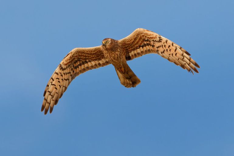 Grauwe kiekendief Geel 2|N, de Friese vrouw van Abe