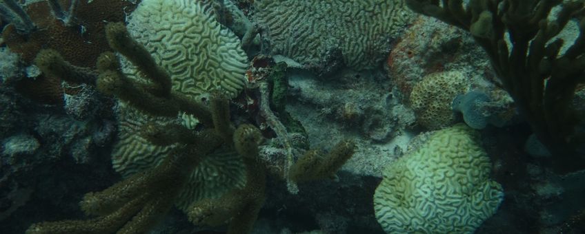 Door SCTLD aangetaste koralen