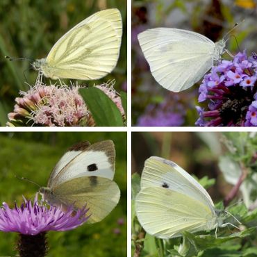 De onderzijde van de vier witjes. V.l.n.r. boven: klein geaderd witje & klein koolwitje, onder: groot koolwitje & scheefbloemwitje