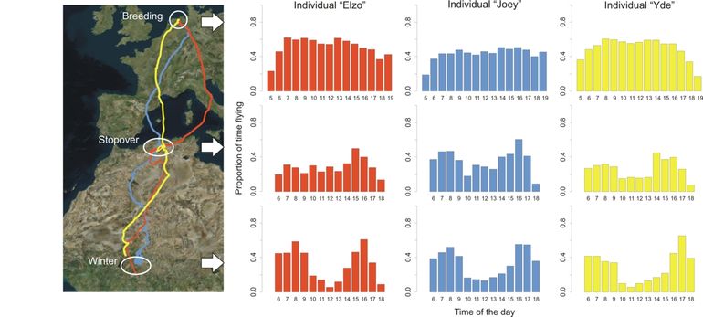 Dagelijkse activiteitspatronen van drie verschillende grauwe kiekendieven, voor het broedgebied, de stopover in Noord-Afrika en het overwinteringsgebied. Voor elk uur van de dag is het deel van de tijd dat de vogels vliegen bepaald