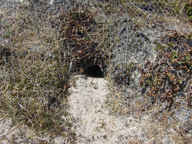 Nest van tapuit, beschermd door kippengaas