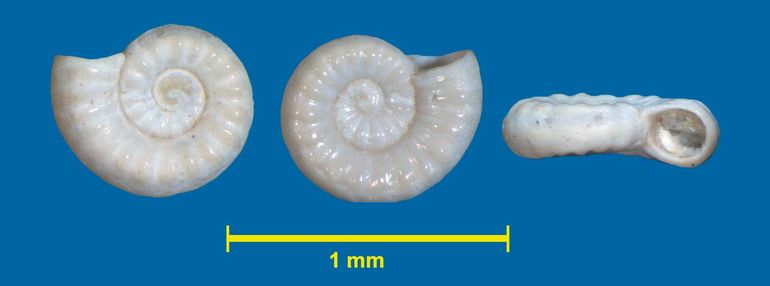 Geribd ammonietslakje (Ammonicera rota). Eén van Europa's allerkleinste zeeslakjes. Het tot maximaal 1,1 mm brede huisje lijkt op de bekende fossiele ammonieten. Dit exemplaar werd gevonden door Harry Raad bij Neeltje Jans en meet 0,67 x 0,26 millimeter