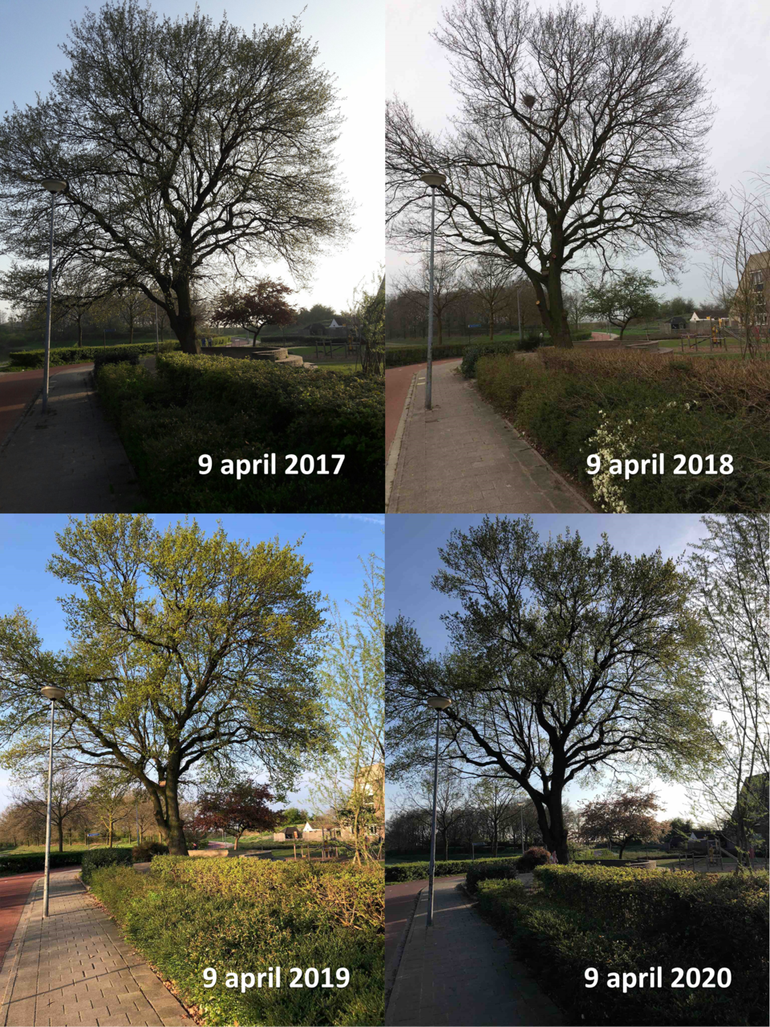 Zomereik in Ede rond 9 april 2017, 2018, 2019 en 2020