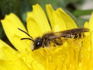 We hebben te maken met een alarmerende achteruitgang van insecten, waaronder wilde bijen