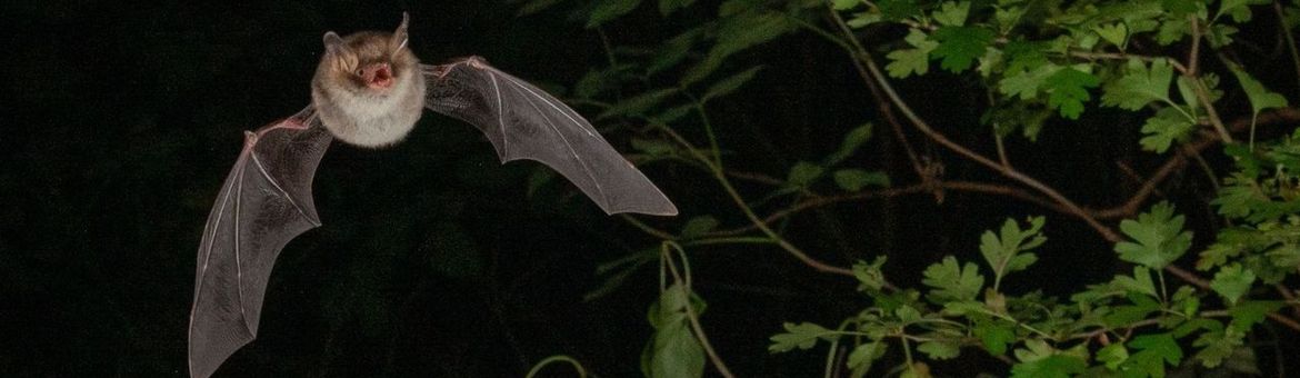 Franjestaart tijdens het zoeken naar insecten