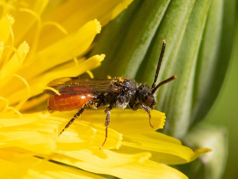 De roodzwarte dubbeltand leeft ook in stedelijke omgeving