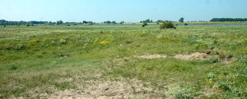 Het stroomdalgrasland van de Vreugderijker Waard is meer dan 50 jaar, en waarschijnlijk al veel langer, een kwalitatief hoogwaardig stroomdalgrasland. Er is een