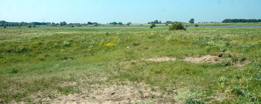 Het stroomdalgrasland van de Vreugderijker Waard is meer dan 50 jaar, en waarschijnlijk al veel langer, een kwalitatief hoogwaardig stroomdalgrasland. Er is een 