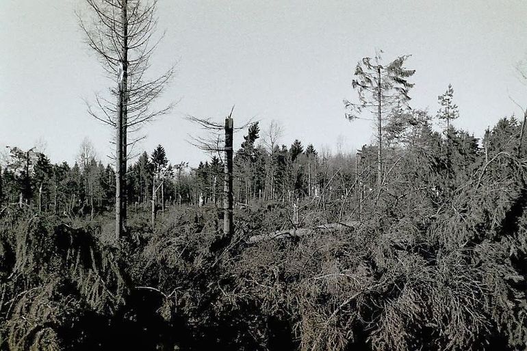 De verwoesting na de storm van 13 november 1972 in de Emmerdennen
